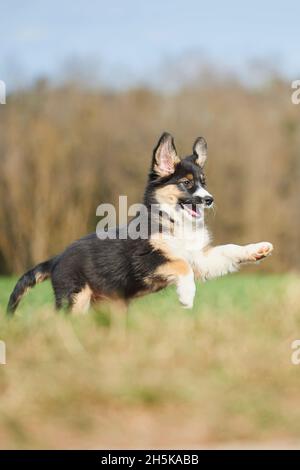 Mischlingshund (Australian Shepherd und Golden Retriever) läuft durch ein Feld; Bayern, Deutschland Stockfoto