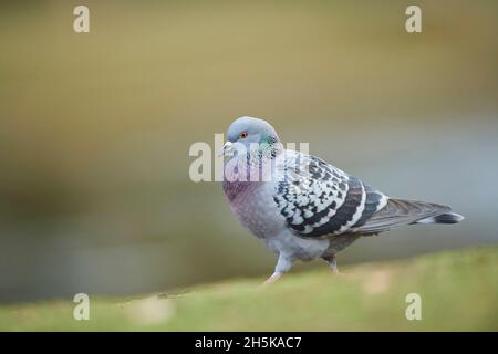 Feral Taube (Columba livia domestica) auf dem Boden; Frankonia, Bayern, Deutschland Stockfoto