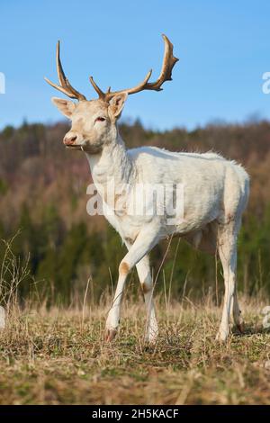 Weißer Damhirsch (Dama dama) auf einer Wiese, gefangen; Bayern, Deutschland Stockfoto