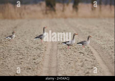 Graugänse (Anser anser) stehen an einem Strand mit Reifenpfaden; Bayern, Deutschland Stockfoto