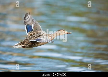 Ein Mallard-Weibchen (Anas platyrhynchos), das über Wasser fliegt; Bayern, Deutschland Stockfoto