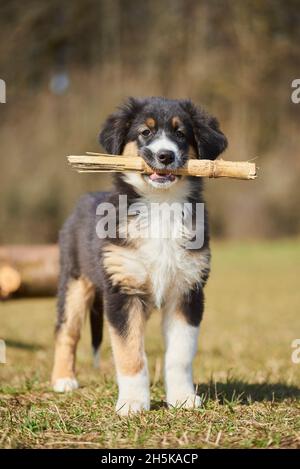 Mischlingshund (Australian Shepherd und Golden Retriever) blickt mit einem Stock im Mund auf die Kamera; Bayern, Deutschland Stockfoto