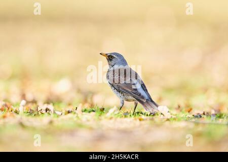 Feldfare (Turdus pilaris) auf dem Gras stehend; Bayern, Deutschland Stockfoto