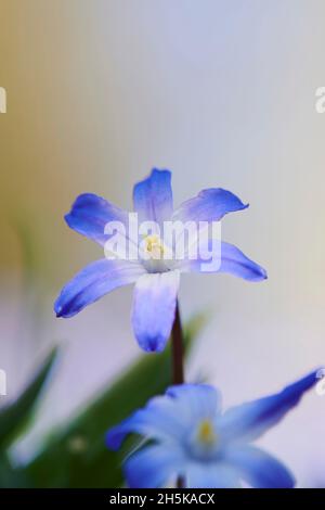 Bossiers Glory-of-the-Snow oder Luciles Glory-of-the-Snow (Scilla luciliae) blüht; Bayern, Deutschland Stockfoto