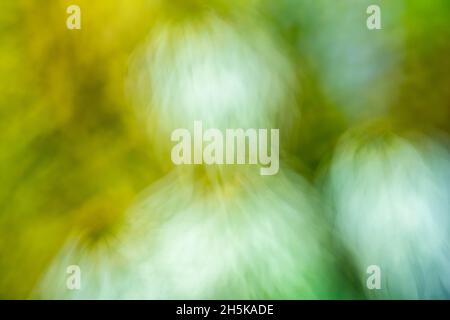 Makrolinsenmalerei - Gartenblumen, Greater Sudbury, Ontario, Kanada Stockfoto