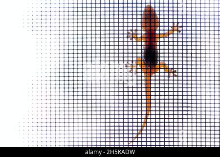 Terrakotta-Gecko auf Moskitonetz, weißer Hintergrund. Silhouette. Stockfoto