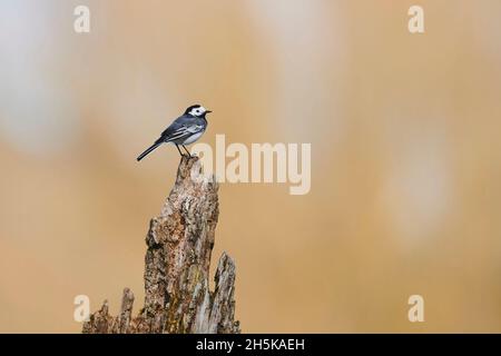 Weiße Bachstelze (Motacilla alba) auf einem Baumstumpf; Bayern, Deutschland Stockfoto