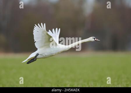 Stummer Schwan (Cygnus olor), der von einem Feld aus abfliegt; Bayern, Deutschland Stockfoto