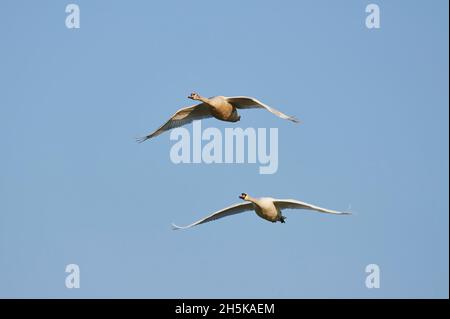 Stumme Schwäne (Cygnus olor) fliegen; Bayern, Deutschland Stockfoto