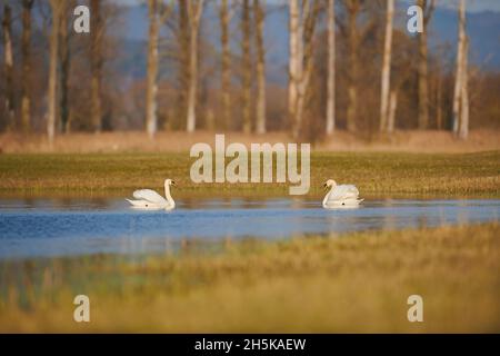 Stumme Schwäne (Cygnus olor) schwimmen auf einem See; Bayern, Deutschland Stockfoto