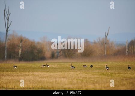 Graugänse (Anser anser) stehen auf einer Wiese; Bayern, Deutschland Stockfoto