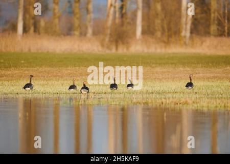 Eine Schar von Graugänsen (Anser anser) auf dem Gras neben einem See; Bayern, Deutschland Stockfoto