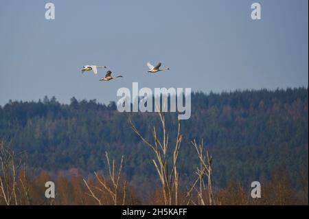 Stumme Schwäne (Cygnus olor) fliegen; Bayern, Deutschland Stockfoto