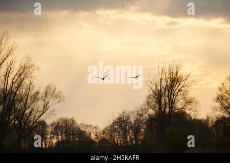 Schwarm von Graugänsen (Anser anser) im Flug; Bayern, Deutschland Stockfoto