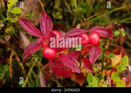 Roter reifer Zwergkornstein, Cornus suecica-Beeren im finnischen Lappland, Nordeuropa. Stockfoto