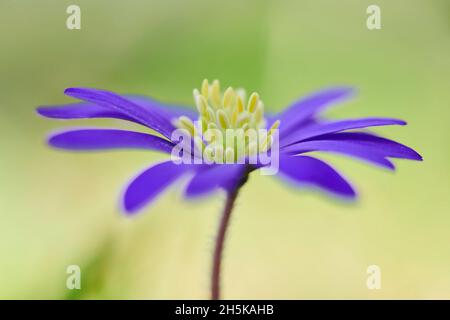 Blüte der Balkananemone oder der griechischen Windblume (Anemonoides blanda); Bayern, Deutschland Stockfoto