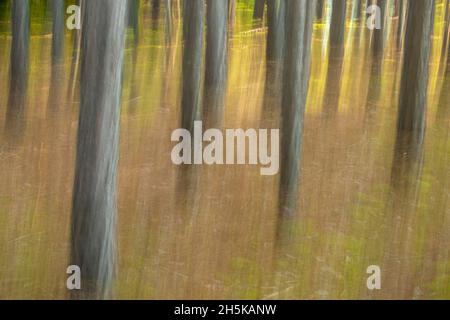 Kiefernstämme im Spätsommer, Algonquin Provincial Park, Nipissing Township, Ontario, Kanada Stockfoto