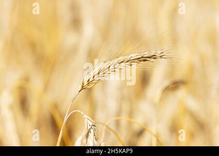 Nahaufnahme eines reifen Roggen, Secale cereale-Werks an einem heißen Sommertag in Estland, Nordeuropa. Stockfoto