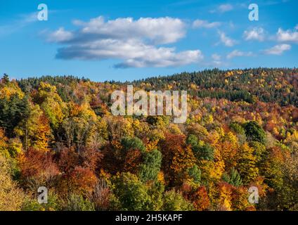 In der letzten Oktoberwoche 2021 dominieren Herbstkoluren die Wälder rund um das Département Lozère in Frankreich. Stockfoto