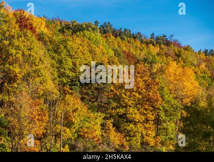 In der letzten Oktoberwoche 2021 dominieren Herbstkoluren die Wälder rund um das Département Lozère in Frankreich. Stockfoto