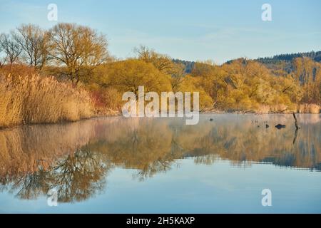 Sonnenaufgang über einem Billabong des Danubia Flusses mit altem Holz; Bayern, Deutschland Stockfoto