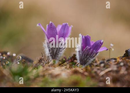 Europäische Passblume (Pulsatilla vulgaris) in Blüte; Bayern, Deutschland Stockfoto