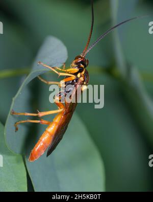 Parasitoidwespe Monoblastus sitzt auf einem Blatt einer Pflanze Stockfoto