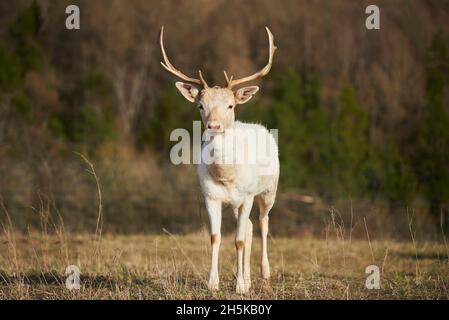 Weißer Damhirsch (Dama dama) auf einer Wiese, gefangen; Bayern, Deutschland Stockfoto