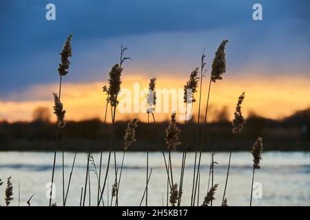 Schilfrohr (Phragmites australis) bei Sonnenuntergang über dem Fluss Danubia; Bayern, Deutschland Stockfoto