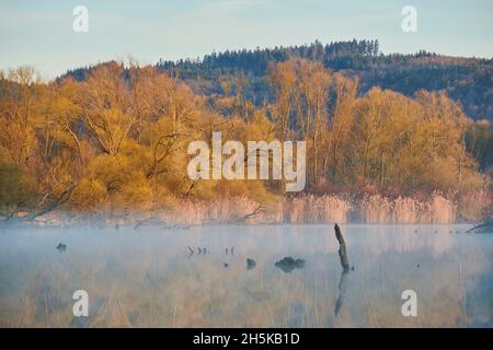 Sonnenaufgang über einem Billabong des Danubia Flusses mit altem Holz; Bayern, Deutschland Stockfoto