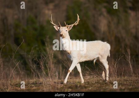 Weißer Damhirsch (Dama dama) auf einer Wiese, gefangen; Bayern, Deutschland Stockfoto
