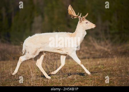 Weißer Damhirsch (Dama dama) auf einer Wiese, gefangen; Bayern, Deutschland Stockfoto