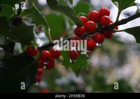 Nahaufnahme von Holly Bush mit Regentropfen, die von den Beeren fallen Stockfoto