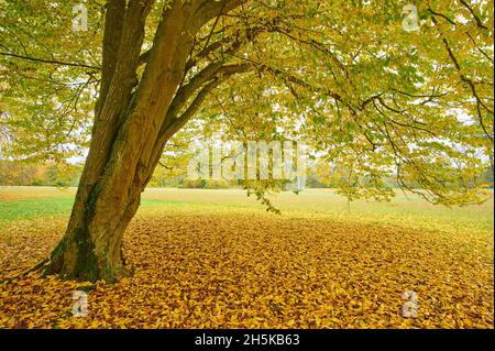 Hainbuche im Herbst; Bayern, Deutschland Stockfoto