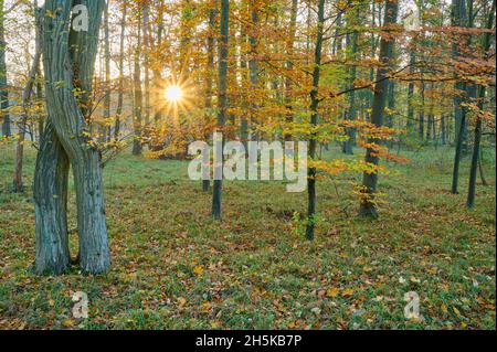 Wald mit Morgensonne im Herbst; Bayern, Deutschland Stockfoto