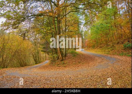 Haarnadelwende in einem herbstbunten Wald; Ernsttal, Mudau, Odenwald, Baden-Württemberg, Deutschland Stockfoto