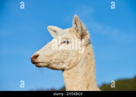 Porträt eines weißen Damhirsches (Dama dama), gefangen; Bayern, Deutschland Stockfoto