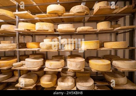 Käsescheiben in einem Milchlagerraum in Covasna County, Rumänien; Covasana, Siebenbürgen, Rumänien Stockfoto