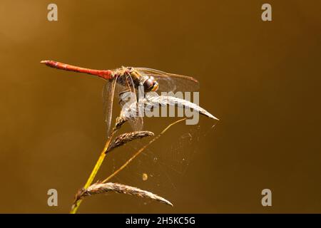 Libelle Gelbflügelpfeil, Sympetrum flaveolum, das auf einer Pflanze an einem kleinen Teich in Europa ruht. Stockfoto