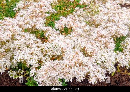 White Stonecrop (Sedum Album L.) Eine Sukulente mit winzigen sternartigen Blüten, schleichenden Stielen und kleinen fleischigen Blättern. Stockfoto