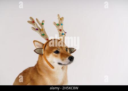 Neujahr und weihnachten Konzept von Hirsch mit Hund in Verband von Geweihen von einem Ingwer Hund mit anmutigen Hörnern auf dem Kopf auf einem weißen Hintergrund durchgeführt blickt auf das Banner mit Kopierraum Stockfoto