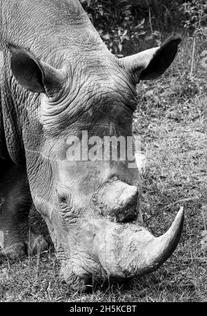 Weißes Nashorn (Ceratotherium simum) gerettet, wenn jung dann in die Wildnis entlassen, das ermöglicht es den Menschen, nahe an Wandersafari in der Maa... Stockfoto