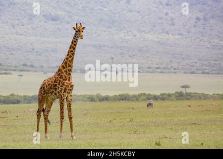 Giraffe auf Safari im Nairobi National Park, Nairobi, Kenia, Afrika; Kenia Stockfoto