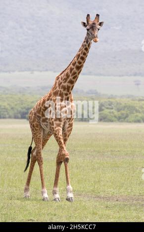 Giraffe auf Safari im Nairobi National Park, Nairobi, Kenia, Afrika; Kenia Stockfoto