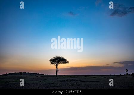 Landschaft mit Akazienbaum bei Sonnenuntergang auf Safari im Maasai Mara National Reserve, Kenia, Afrika; Maasai Mara, Kenia Stockfoto