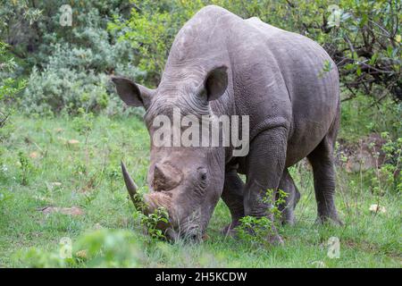 Weißes Nashorn (Ceratotherium simum) gerettet, wenn jung dann in die Wildnis entlassen, das ermöglicht es den Menschen, nahe an Wandersafari in der Maa... Stockfoto