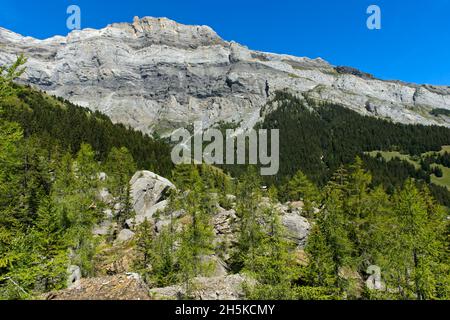 Steinschlaggebiet Derborence, Les Diablerets Massiv, Conthey, Wallis, Schweiz Stockfoto