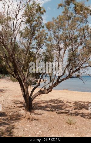 Einsamen Baum auf einem sandigen Inselstrand Stockfoto