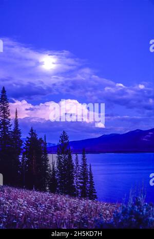 Mondschein über dem Wasser und den Wildblumenwiesen der Thorofare im Upper Yellowstone River Valley im Yellowstone National Park Stockfoto