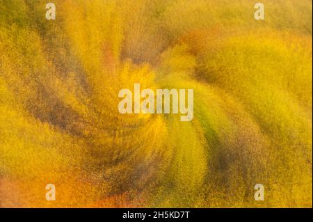 Abstrakter Zoom-Effekt eines wirbelnden goldenen Herbstlaubes im Great Smokies National Park, Tennessee North Carolina Stockfoto